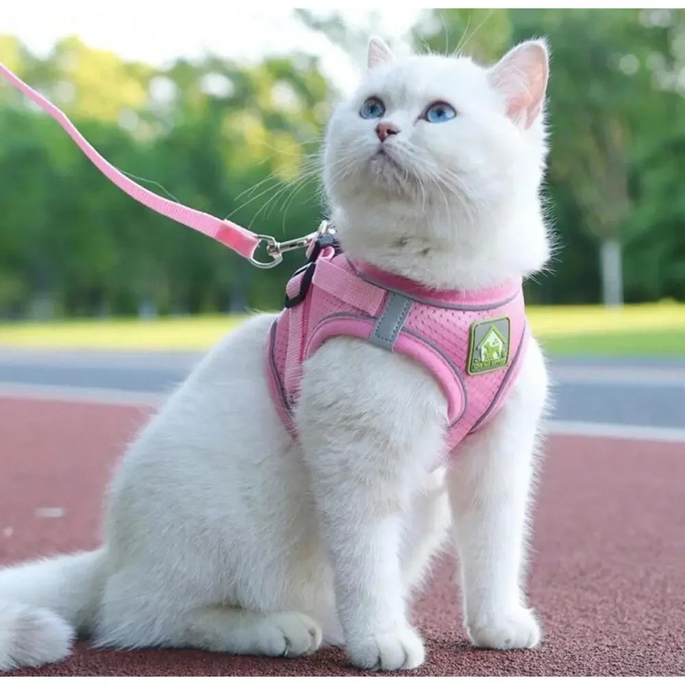 cat leash